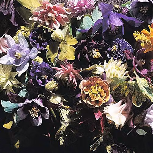 Thompson and Morgan Aquilegia x Hybrida Crown Jewels Mixed Columbine Hardy Perennial Flower Seeds, 20 Seeds