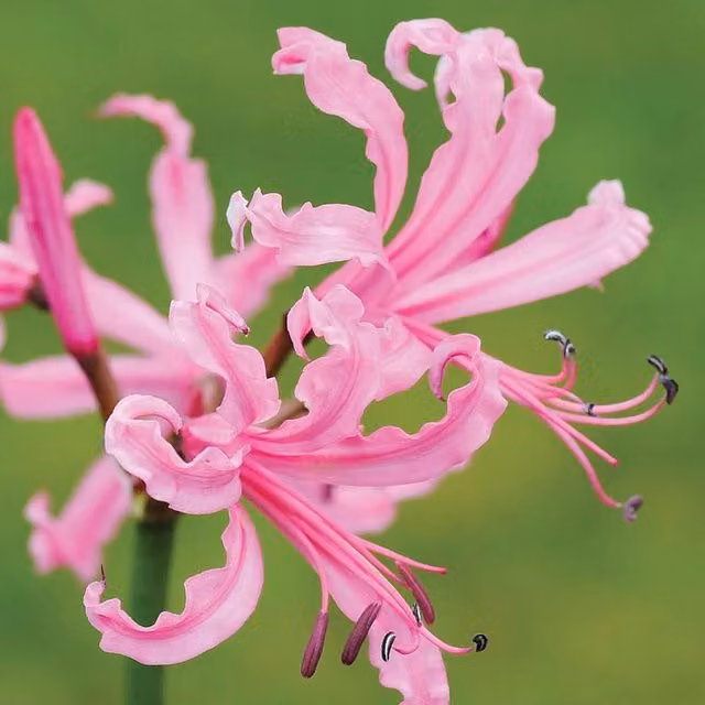 Thompson & Morgan Nerine Bowdenii Pink Ornamental Garden Bulbs, 10 Pack