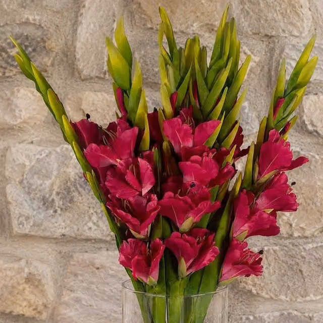 Botanik Pink Artificial Gladioli Stems, Pack of 6, Height: 115 cm – 1