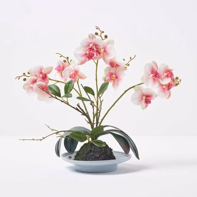 Homescapes Pink and White Phalaenopsis Orchid in a Round Ceramic Pot
