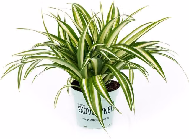 Thompson & Morgan Variegated Spider Plant Chlorophytum Comosum Green and White