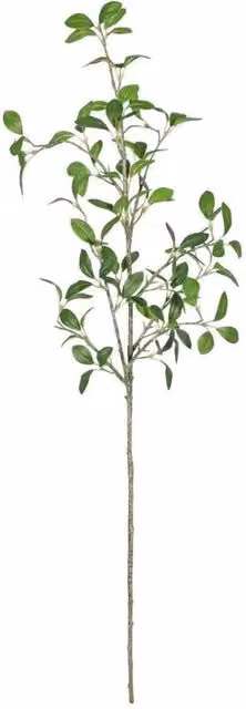 KDMD Botanica Giant Green Pitto Leaf Plant, Height: 114 cm