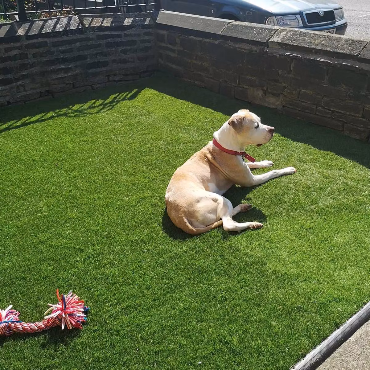 Artificial Grass GB Velvet 40mm Super Soft Artificial Grass in Green, W: 200 cm, D: 500 cm – 7