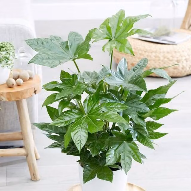 Primrose Fatsia Japonica Japanese Aralia Indoor Plant in Green 17cm Pot, Height: 60 cm – 1