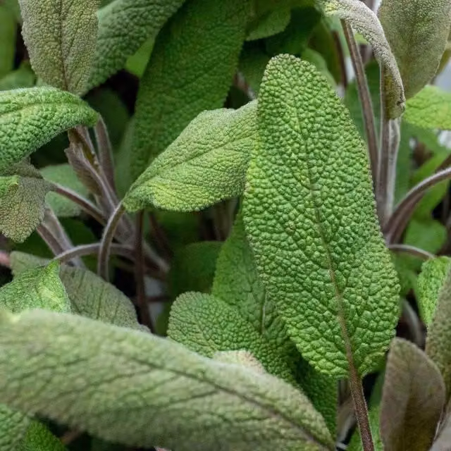 Marshalls Garden Sage Salvia officinalis Perennial Herb for Herb and Ornamental Gardens, Green/Silver/Blue, Pack of 6
