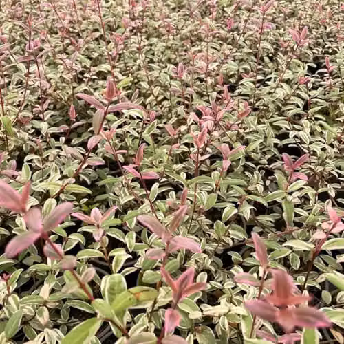 Thompson and Morgan Myrtus ugni Flambeau Evergreen Shrub with Fragrant Variegated Foliage and Edible Purple-Red Berries, 9cm Pot