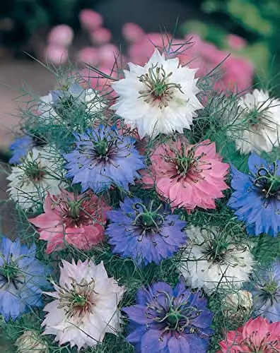 Johnsons Nigella Persian Jewels Multicolour Mixed Ornamental Flower Seeds – 4