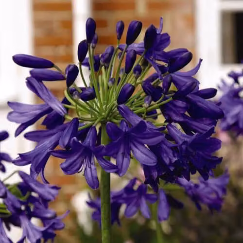Thompson & Morgan Agapanthus Flower of Love African Blue Lily Hardy Perennial with Deep Blue Blooms, 3 Litre Potted Plant – 2