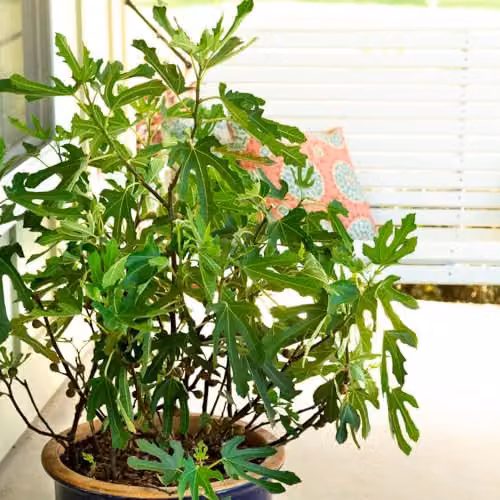 Thompson and Morgan Dwarf Fig Plant Little Miss Figgy Ficus Carica Hardy Fruit Tree Shrub, 6 x 9cm Pots – 2