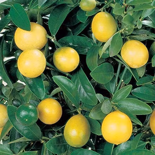 Thompson & Morgan Lemon Tree Indoor Citrus Houseplant with Yellow Fruit, 2 x 9cm Pots – 2