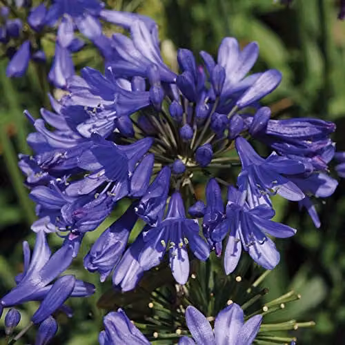 Thompson and Morgan Agapanthus Ever Sapphire African Lily Hardy Perennial with Blue Tubular Flower Heads, 9cm Pot – 1