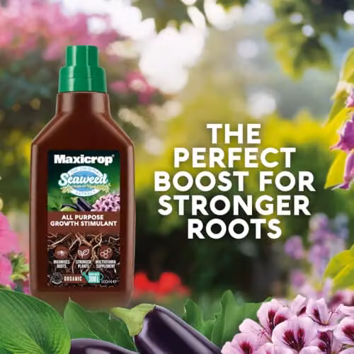 Maxicrop Organic Seaweed Plant Growth Stimulant and Tonic, 500ml – 3