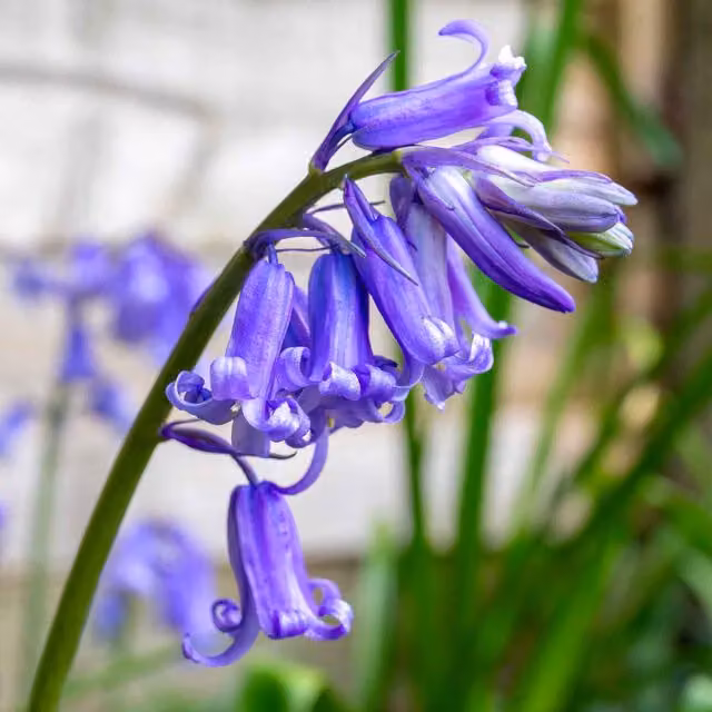 Marshalls Garden Blue English Bluebell Bulbs for Ornamental Gardens and Lawns
