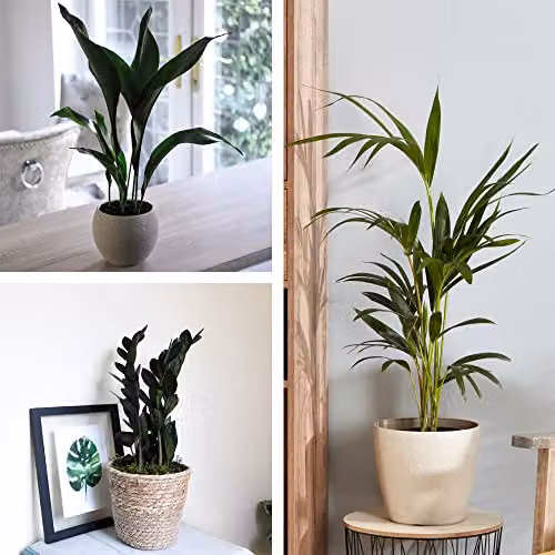 Thompson and Morgan Almost Unkillable Houseplant Collection of 3 Varieties including Aspidistra Elatior, Zamioculcas Raven, and Kentia Palm, Height: 35-65 cm