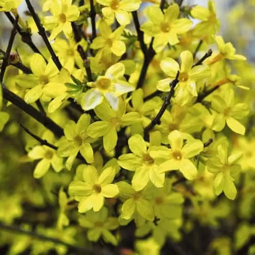 Thompson and Morgan Jasminum Nudiflorum Winter Jasmine Hardy Climber with Canary Yellow Flowers, 2 x 9cm Pots and Tower Pot