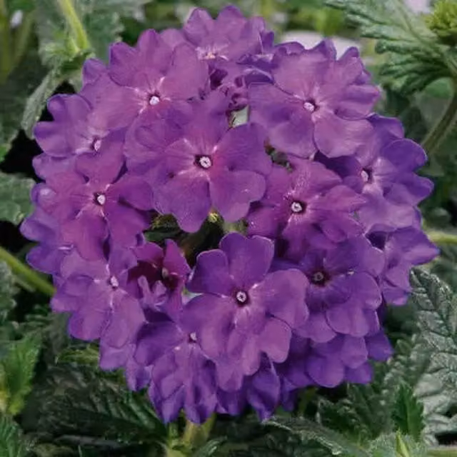 Plants by Post Verbena Lanai Blue Denim Trailing Summer Bedding Plants, Blue-Purple, 3 x 9cm Pots