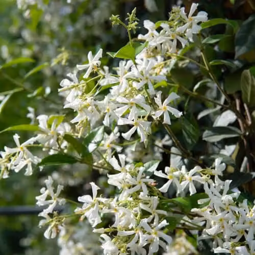 Thompson & Morgan Trachelospermum jasminoides Star Jasmine Fragrant Evergreen Climbing Shrub, 4 x 2 Litre Potted Plants – 2