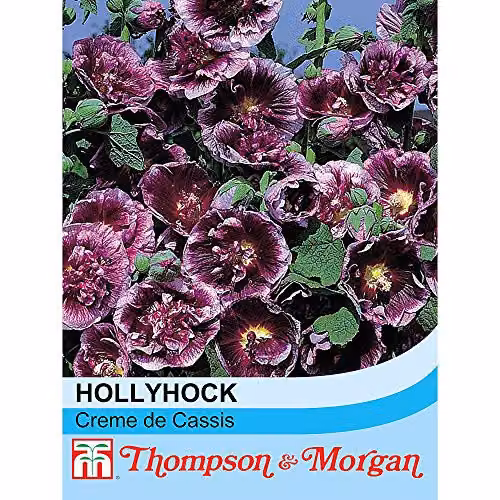 Thompson and Morgan Hollyhock Crème de Cassis Alcea Rosea Flower Seeds, 50 Seeds per Packet – 2