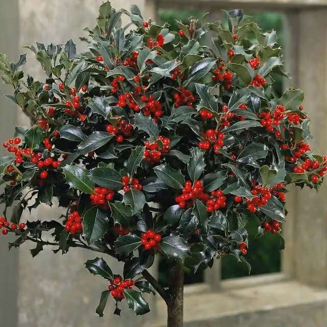 Thompson & Morgan Ilex Holly Green Alaska Standard Potted Outdoor Conifer Plant