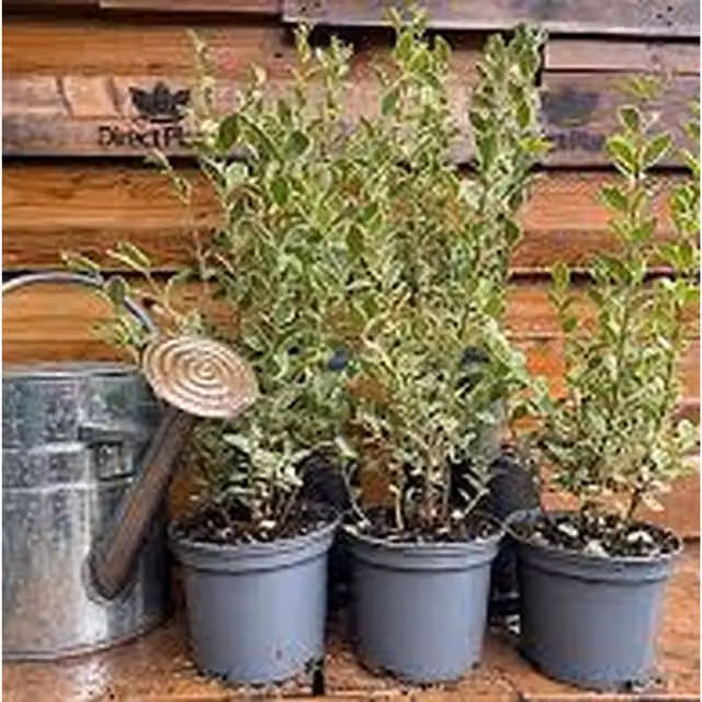 Plants By Post Ligustrum Silver Variegated Privet Hedge Plant, Silver and Green, 2L Pot