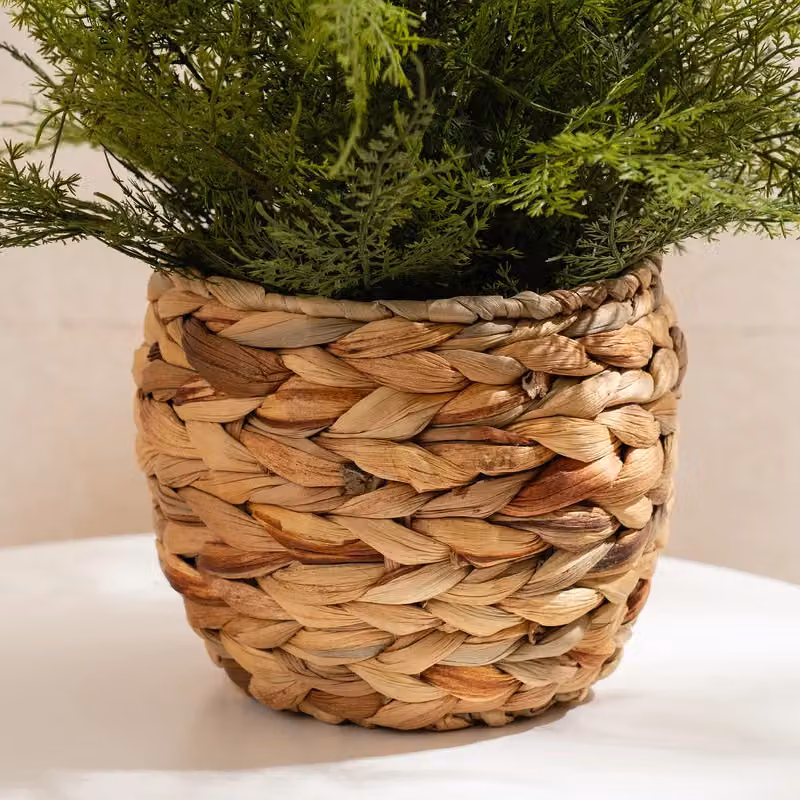 Scottish Everlastings Ltd Green Fern in a Rustic Rattan Basket, Height: 43 cm – 2