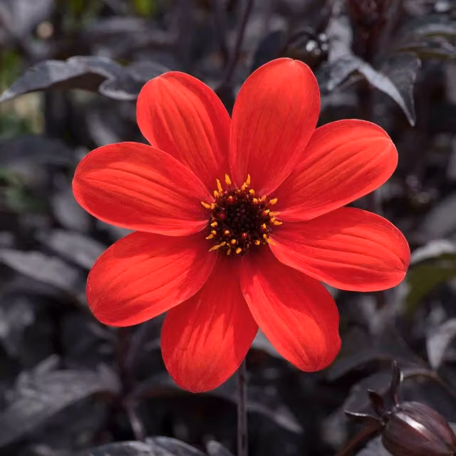 Marshalls Garden Dahlia Mystic Enchantment Red Bedding Plant