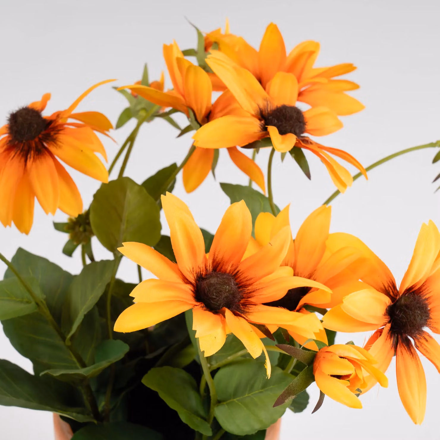 Scottish Everlastings Ltd Orange Rudbeckia in a Terracotta Ceramic Pot, Height: 33 cm – 2