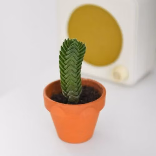 Thompson & Morgan Crassula Buddha's Temple Miniature Green Pagoda Succulent, Potted Plant, Pot Diameter: 6 cm