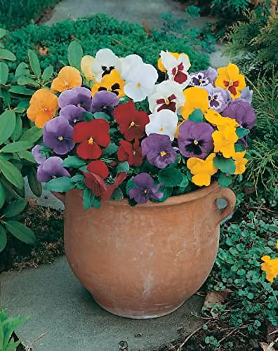 Johnsons Pansy Special Early Mixed F1 Multicolour Flower Seeds – 3