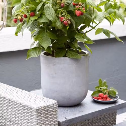 Thompson & Morgan Raspberry Little Sweet Sister Early-Fruiting Autumn Raspberry Potted Plant, 13cm Pot – 4