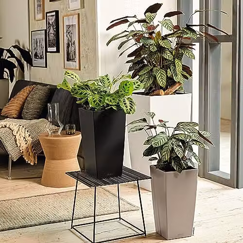 Lechuza CUBICO Color 30 Self Watering Planter in Grey Plastic for Indoor and Outdoor Use, H: 56 cm, W: 30 cm, D: 30 cm – 5