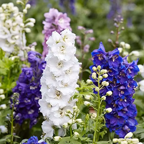 Thompson & Morgan Delphinium Magic Fountains Mixed Hardy Perennial Compact Dwarf Variety, 24 Garden Ready Plants in White, Lilac and Blue – 2