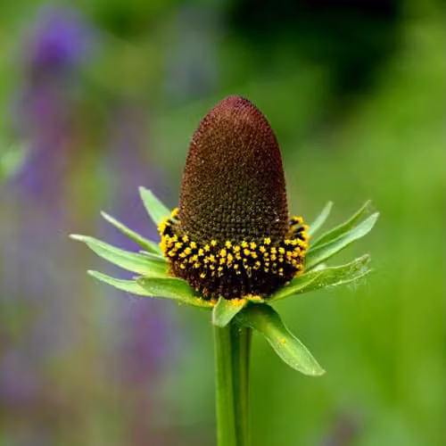 Thompson & Morgan Rudbeckia occidentalis Green Wizard Hardy Perennial Coneflower Seeds, 30 Seeds