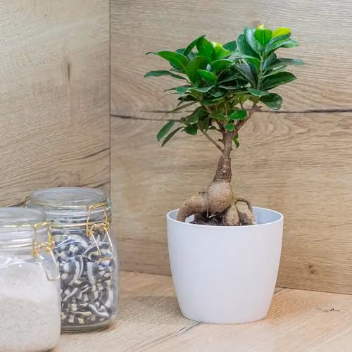 YouGarden Ficus Microcarpa Ginseng Bonsai Tree in 12cm Pot, Green Indoor Houseplant – 2
