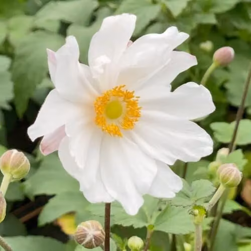 Thompson & Morgan Anemone hupehensis Snow Angel Hardy Perennial with White Semidouble Flowers, 2 Litre Pot