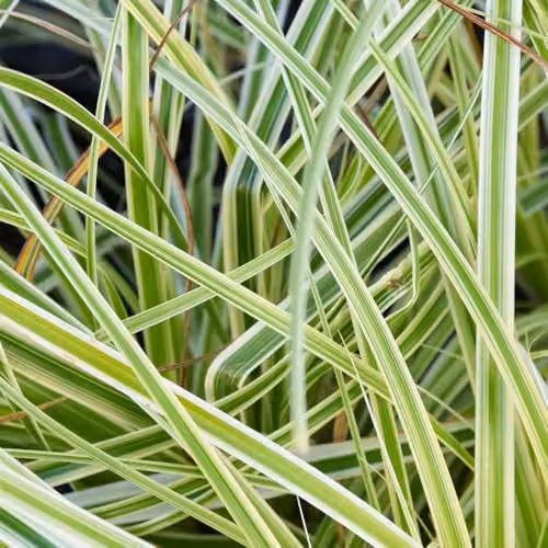 Thompson & Morgan Carex Feather Falls Variegated Evergreen Ornamental Japanese Sedge, Green and White, 9cm Pot – 2
