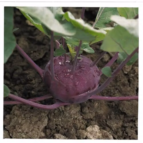 Thompson & Morgan Kohl Rabi Kolibri F1 Hybrid Purple Vegetable Seeds, 35 Seeds – 2