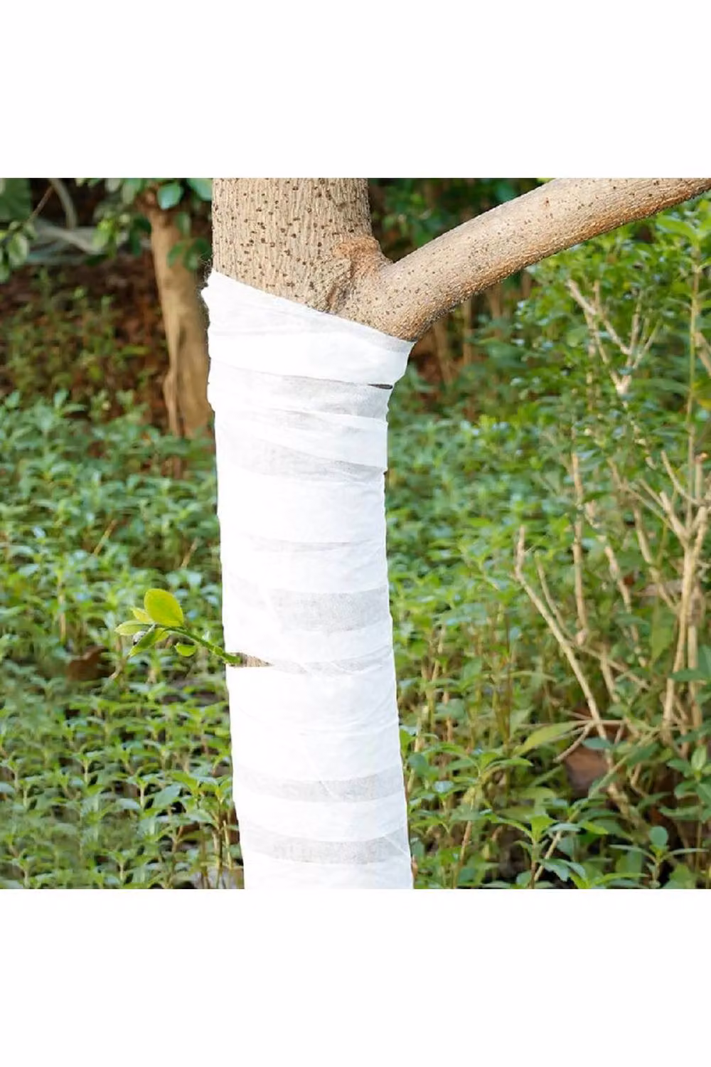 KDMD White Tree Trunk Wrap for Antifreeze and Cold Protection, 100m, Width: 8cm – 5