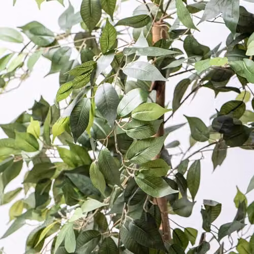 Garden Gear Artificial Ficus Tree in Green with Natural Wood Trunk and Silk Leaves, Height: 150 cm – 3