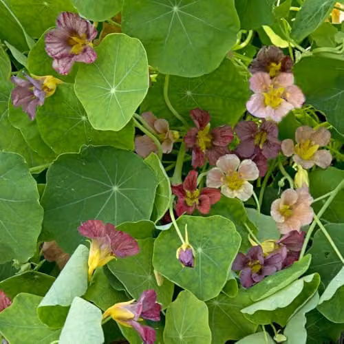 Thompson and Morgan Nasturtium Purple Emperor Flower Seed Packet – 2
