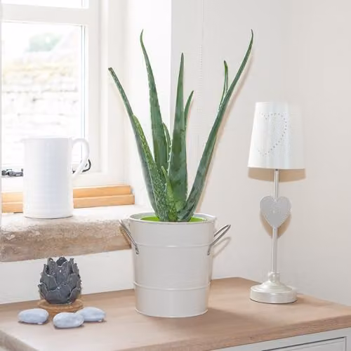 YouGarden Aloe Vera Succulent Houseplant in 14cm Pot, Green Indoor Plant