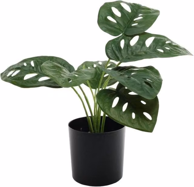 KDMD Monstera Potted Green House Plant, 40 cm Height