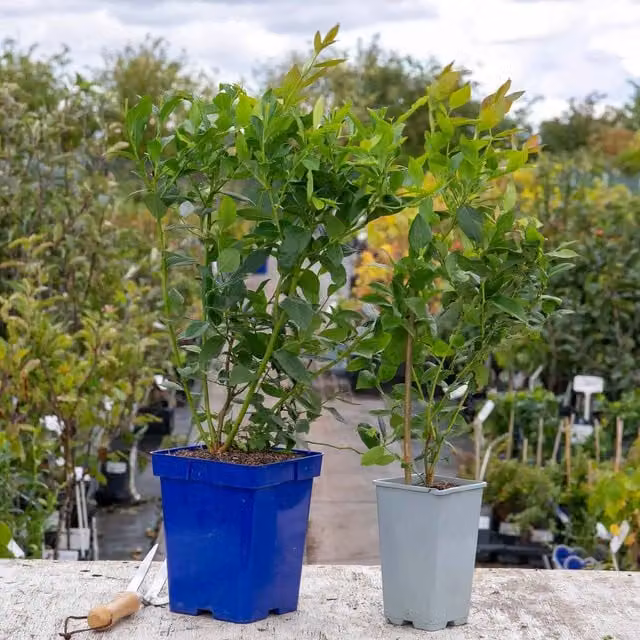 Marshalls Garden Blueberry Duke Self-fertile High-yield Berry Bush