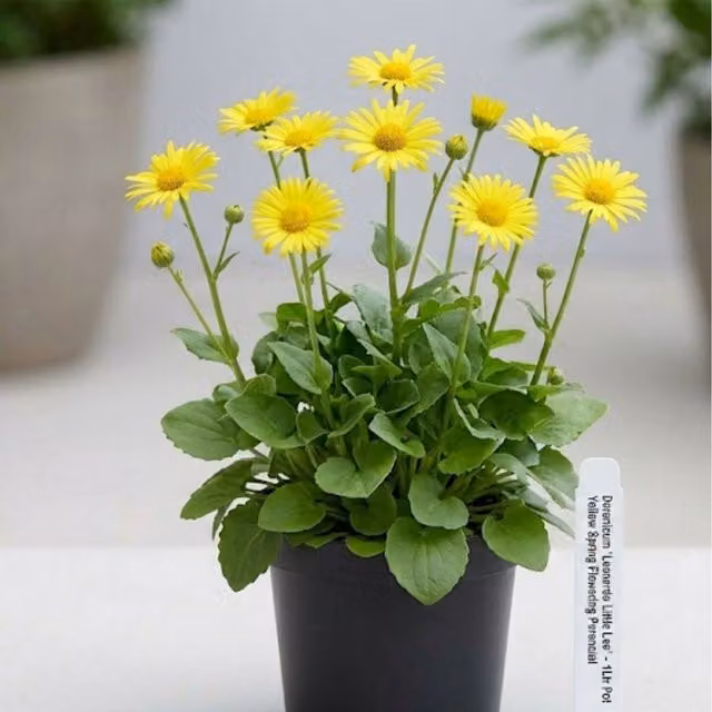 Plants By Post Doronicum Leonardo Perennial Spring Outdoor Plant with Yellow Flowers, 1L Pot