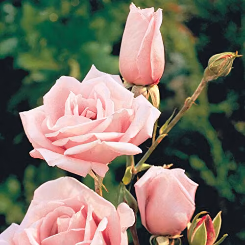 Thompson & Morgan Pink Queen Elizabeth Rose Bare Root Shrub for Ornamental Gardens – 4