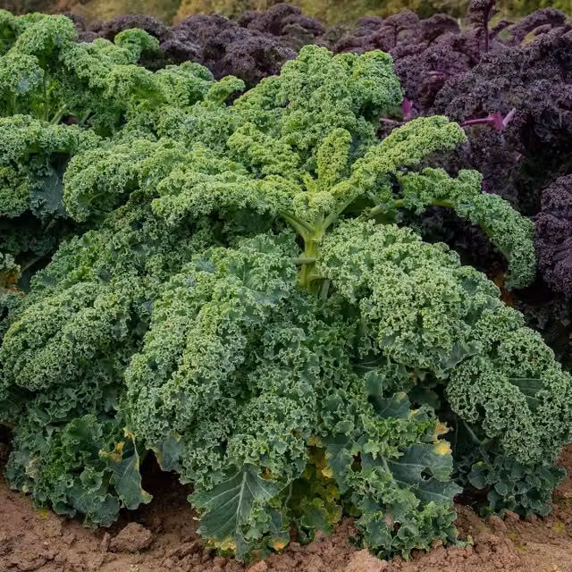 Marshalls Garden Winterbor F1 Kale Seeds, 25 Seeds, Green