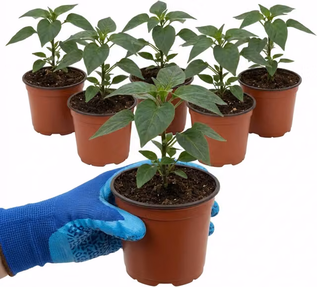 Plants by Post Zimbabwe Black Chilli Pepper Plants, Set of 6, Dark Purple