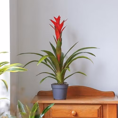 YouGarden Guzmania Ostara Tropical Indoor Houseplant with Orange and Red Flowers, 1 x 12cm Pot – 1