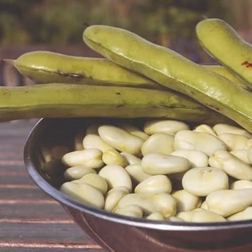 Thompson & Morgan Broad Bean Aquadulce Claudia Seeds, 30 White-Seeded Fava Bean Seeds for Autumn Sowing