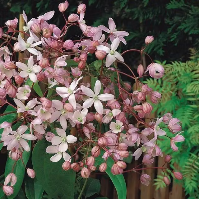 Plant Theory Clematis Hendersonii Rubra Pink Flowering Climbing Vine Plant, Green